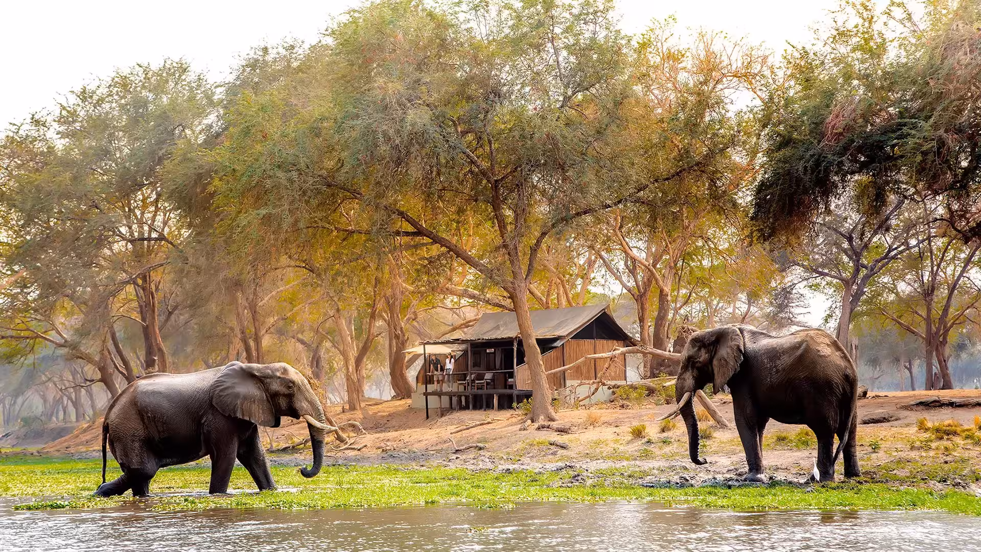 Two elephants wading through the Zambezi shallows in front of a tented chalet at Old Mondoro in Zambia's Lower Zambezi, with guests watching from the deck.