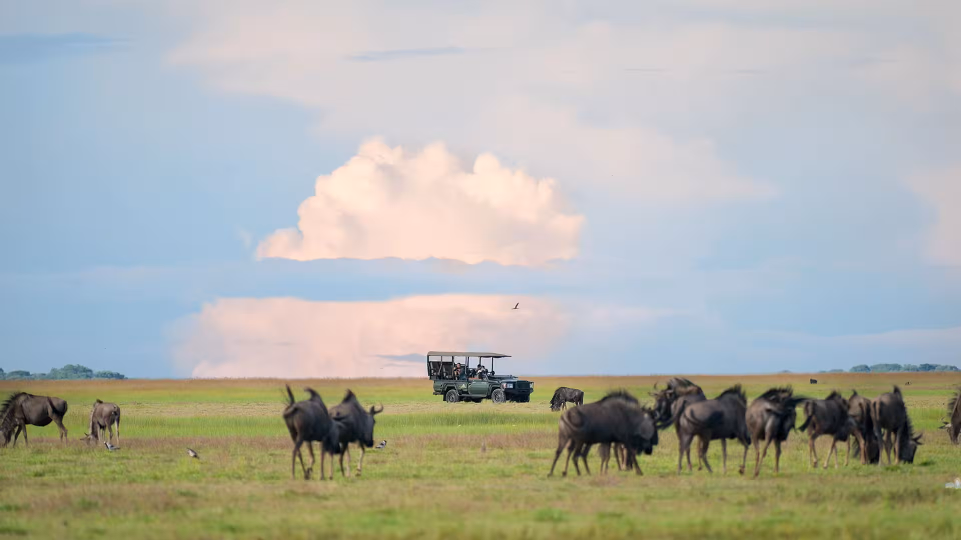 A safari vehicle in Zambia's Liuwa Plains watches a herd of wildebeest grazing on open green plains beneath a towering pink-tinged cloud.