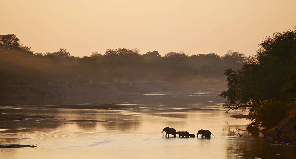 With one of the best African safari operatros, you'll expereince scenes such as these Ellephants crossing a river
