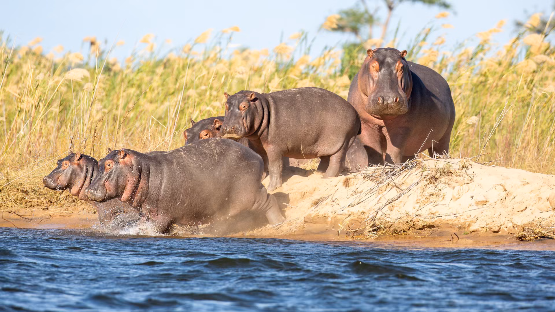 Action shot of Hippos running into the water, Highlights of Zambia safari