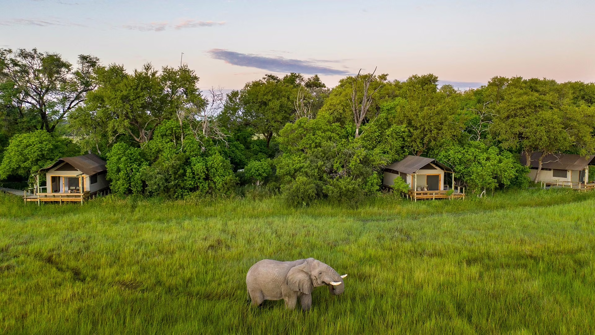 Elephant grazing on open grassland near a safari camp in Botswana