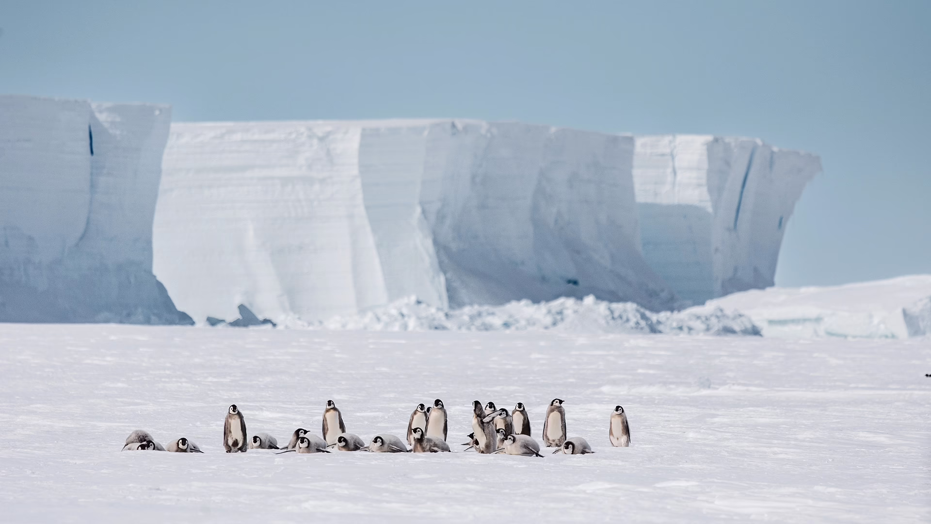 Penguins walking in a line beneath an ice cliff in Antarctica
