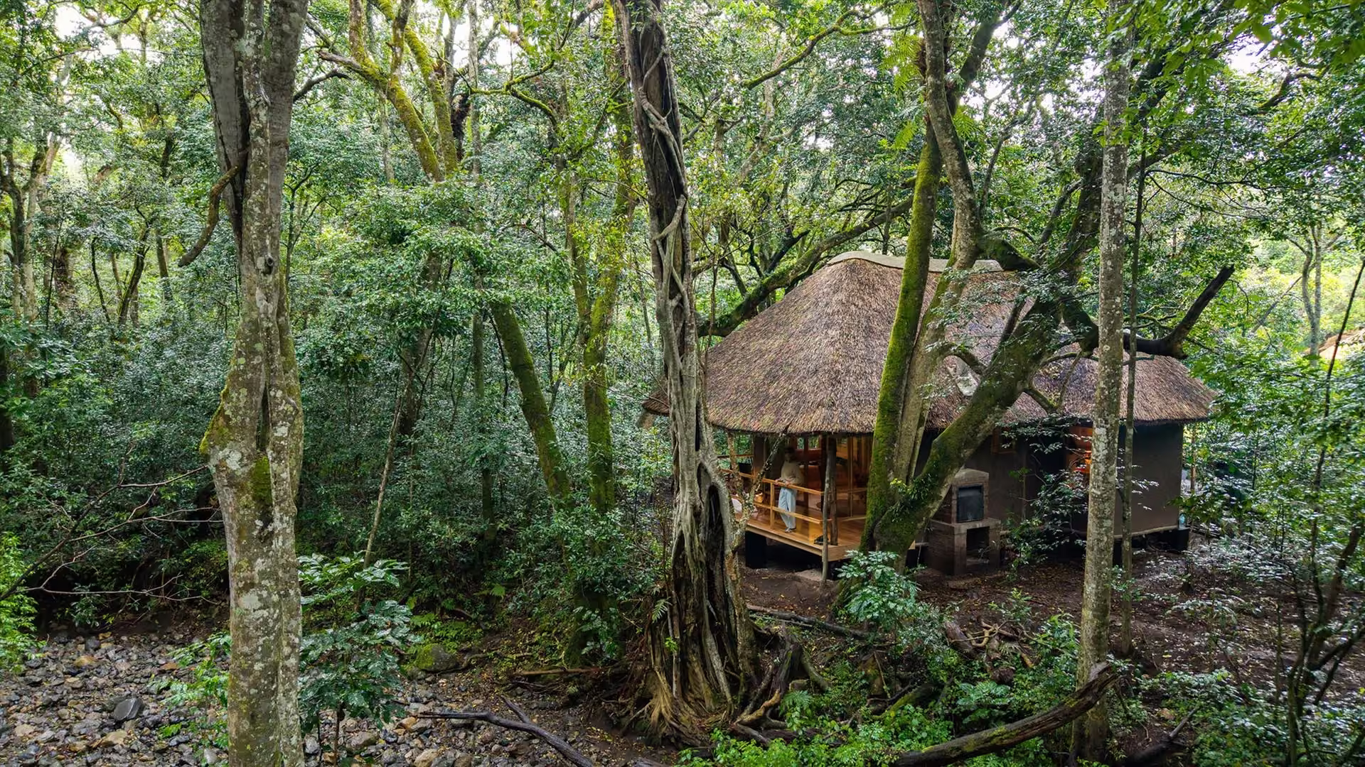 Thatched suite at Koroi Forest Camp surrounded by indigenous forest.