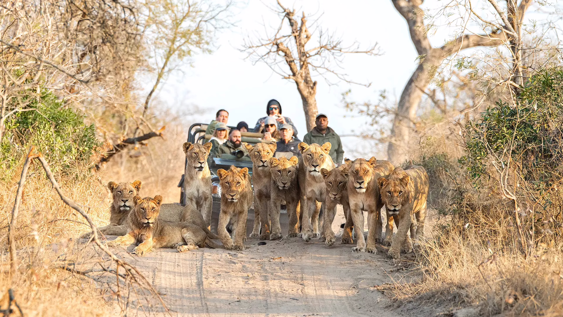 A pride of young lions walking down a sandy track towards the camera, with guests in an open safari vehicle photographing them from behind.